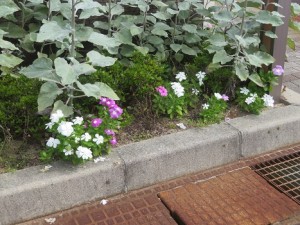 IMG_2574