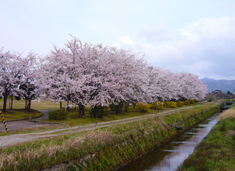 桜並木